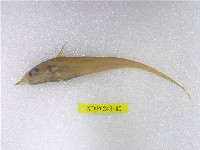 藏品(多棘腔吻鱈)的圖片